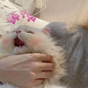 whatsapp网页版软件翻译 whatsapp网页版共享地址 