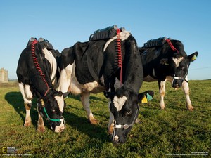 如何登陆whatsapp网页版 whatsapp网页版电脑版怎么登陆 如何登陆whatsapp网页版 whatsapp网页版电脑版怎么登陆