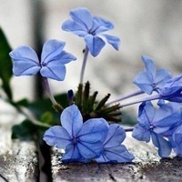 whatsapp聊天生成器 安卓whatsapp加好友 whatsapp聊天生成器 安卓whatsapp加好友