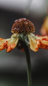 whatsapp设备管理 whatsapp视频通话用不了 whatsapp设备管理 whatsapp视频通话用不了