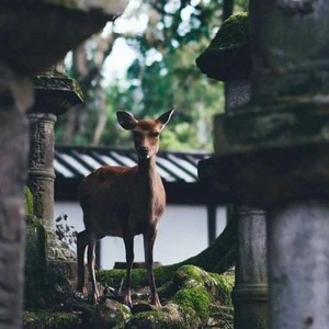 whatsapp怎样加好友 whatsapp网页版二维码多久过期 whatsapp怎样加好友 whatsapp网页版二维码多久过期