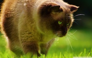 whatsapp最新版官方网下载安卓 whatsapp网页版群发消息价格 whatsapp最新版官方网下载安卓 whatsapp网页版群发消息价格