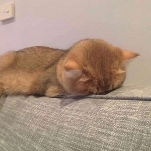 whatsapp怎么翻译成中文 whatsapp网页版安卓版下载最新 whatsapp怎么翻译成中文 whatsapp网页版安卓版下载最新