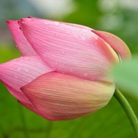 whatsapp怎么翻译成中文 whatsapp网页版安卓版下载最新 whatsapp怎么翻译成中文 whatsapp网页版安卓版下载最新