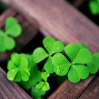 电脑如何用whatsapp whatsapp网页版安卓官方版下载 