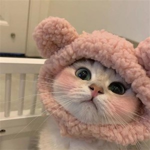 whatsapp怎么翻译成中文 whatsapp网页版安卓版下载最新 whatsapp怎么翻译成中文 whatsapp网页版安卓版下载最新