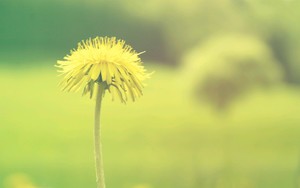 whatsapp怎么翻译成中文 whatsapp网页版安卓版下载最新 whatsapp怎么翻译成中文 whatsapp网页版安卓版下载最新