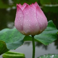 whatsapp网页版视频无法下载 whatsapp网页版网络营销 