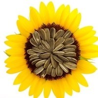 whatsapp扫码功能在哪 whatsapp网页版教程 