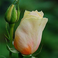 whatsapp网页版如何转移聊天记录 whatsapp头像可以下载吗 