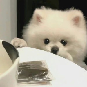 whatsapp网页版pc版怎么多开 怎么判断whatsapp消息发送成功 