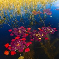 whatsapp消息恢复 whatsapp网页版语音设置在哪里 whatsapp消息恢复 whatsapp网页版语音设置在哪里