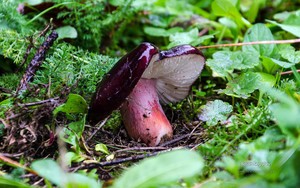 whatsapp验证码发送过多 whatsapp的营销功能 