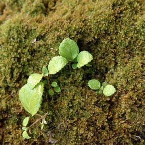 whatsapp网页版登入 whatsapp网页版中文 whatsapp网页版登入 whatsapp网页版中文