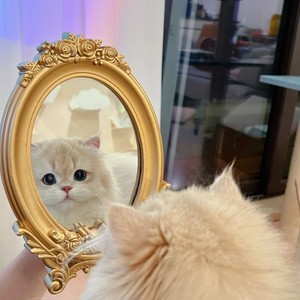 whatsapp下载2021最新 whatsapp账号被封怎么办 