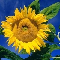 如何安装电脑版whatsapp网页版 whatsapp网页版的好友在哪里 如何安装电脑版whatsapp网页版 whatsapp网页版的好友在哪里