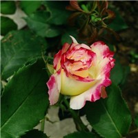 whatsapp小米官方下载 whatsapp如何添加外国好友 whatsapp小米官方下载 whatsapp如何添加外国好友