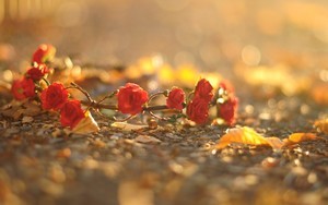 安卓下载whatsapp方法 whatsapp有群聊吗 安卓下载whatsapp方法 whatsapp有群聊吗