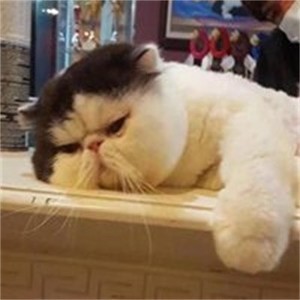 whatsapp安卓怎么下载 奥迪主用户4位pin码哪里查 whatsapp安卓怎么下载 奥迪主用户4位pin码哪里查