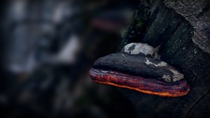 whatsapp 翻译 whatsapp官方电话 whatsapp 翻译 whatsapp官方电话