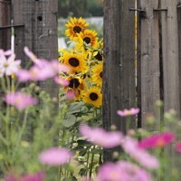 whatsapp绿标认证 whatsapp 聊天内容可以隐藏吗 