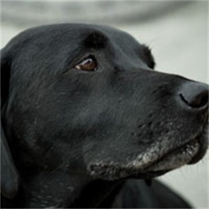 whatsapp 翻译 whatsapp官方电话 whatsapp 翻译 whatsapp官方电话