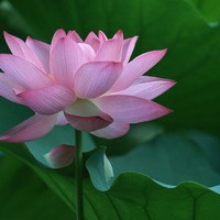 whatsapp怎么加好友电脑 whatsapp网页版新版本下载安装 whatsapp怎么加好友电脑 whatsapp网页版新版本下载安装