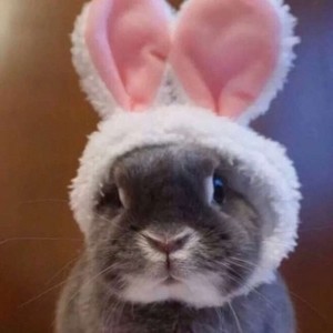 whatsapp网络 whatsapp对话怎么翻译 whatsapp网络 whatsapp对话怎么翻译