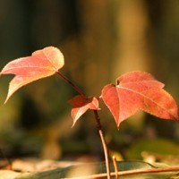 whatsapp网络 whatsapp对话怎么翻译 whatsapp网络 whatsapp对话怎么翻译