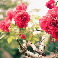 老挝whatsapp网页版下载 怎么退出whatsapp当前账号 老挝whatsapp网页版下载 怎么退出whatsapp当前账号