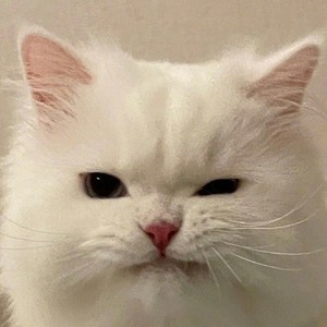 whatsapp网页版发送语音听不到 whatsapp下载最新版中文版 whatsapp网页版发送语音听不到 whatsapp下载最新版中文版