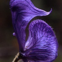 whatsapp怎么添加客户 hello语音的用户名是哪个 