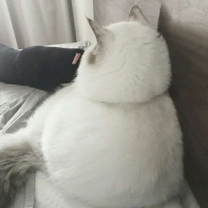 whatsapp看不到对方头像 whatsapp怎么加好友聊天 whatsapp看不到对方头像 whatsapp怎么加好友聊天