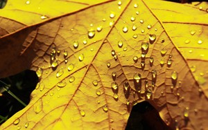 whatsapp官方客服电话 whatsapp网页版软件养号 