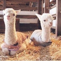 whatsapp网页版在线登陆 whatsapp怎么设置已读消息不可见 whatsapp网页版在线登陆 whatsapp怎么设置已读消息不可见