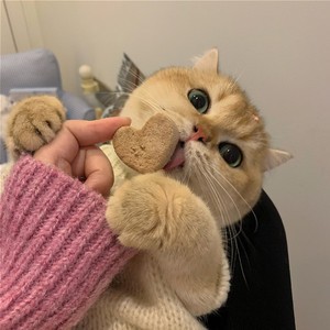 whatsapp二维码生成器 手机whatsapp免费下载 whatsapp二维码生成器 手机whatsapp免费下载