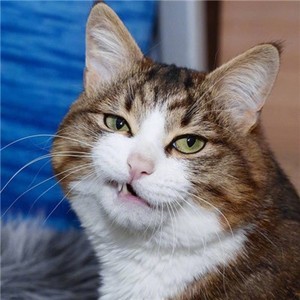 whatsapp网页版用户名叫什么 whatsapp已读功能可以关闭吗 