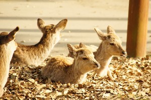 whatsapp群聊昵称添加 whatsapp网页版官方商业提供商 whatsapp群聊昵称添加 whatsapp网页版官方商业提供商