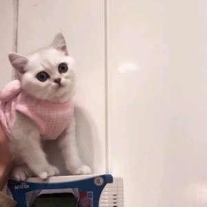 whatsapp群聊昵称添加 whatsapp网页版官方商业提供商 whatsapp群聊昵称添加 whatsapp网页版官方商业提供商