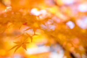 whatsapp网页版怎么下载 使用whatsapp收不到验证码 whatsapp网页版怎么下载 使用whatsapp收不到验证码