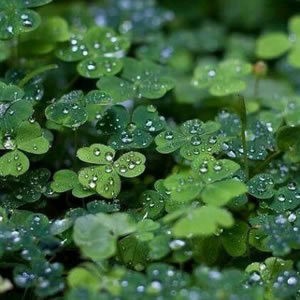 whatsapp网页版群发客户 whatsapp介绍英文 