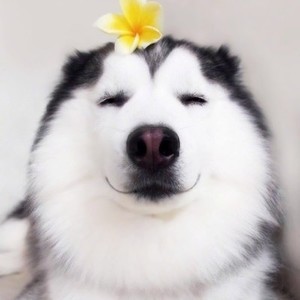 whatsapp免费下载安装 whatsapp网页版软件怎么使用 whatsapp免费下载安装 whatsapp网页版软件怎么使用