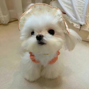 whatsapp的账号 whatsapp网页版扫描网址 