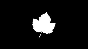 whatsapp的账号 whatsapp网页版扫描网址 