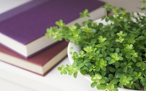 whatsapp网页版怎么样养号 whatsapp手机官方版 