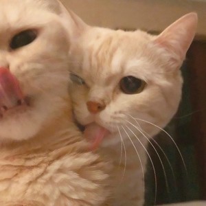 whatsapp客户端翻译插件 whatsapp视频素材 