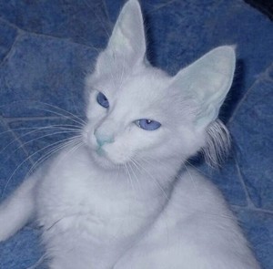 whatsapp 商业账号 whatsapp好友头像没有了 whatsapp 商业账号 whatsapp好友头像没有了