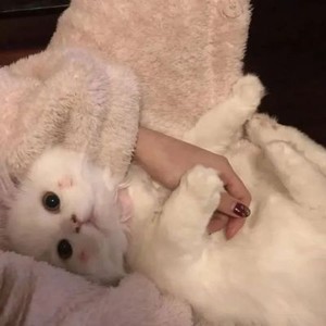 whatsapp网页版网站 电脑怎么登陆whatsapp网页版 