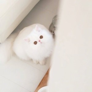 whatsapp怎么添加群聊 whatsapp网页版手机版软件 