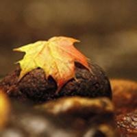 whatsapp网页版实时通话翻译 whatsapp网页版怎么做营销 